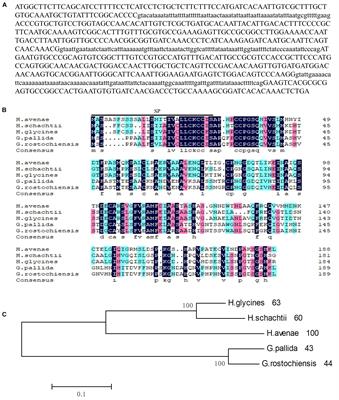 A Novel G16B09-Like Effector From Heterodera avenae Suppresses Plant Defenses and Promotes Parasitism